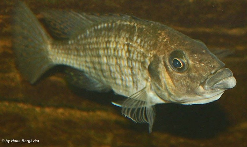 Protomelas sp. 'hertae'